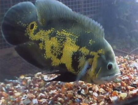jolie poisson